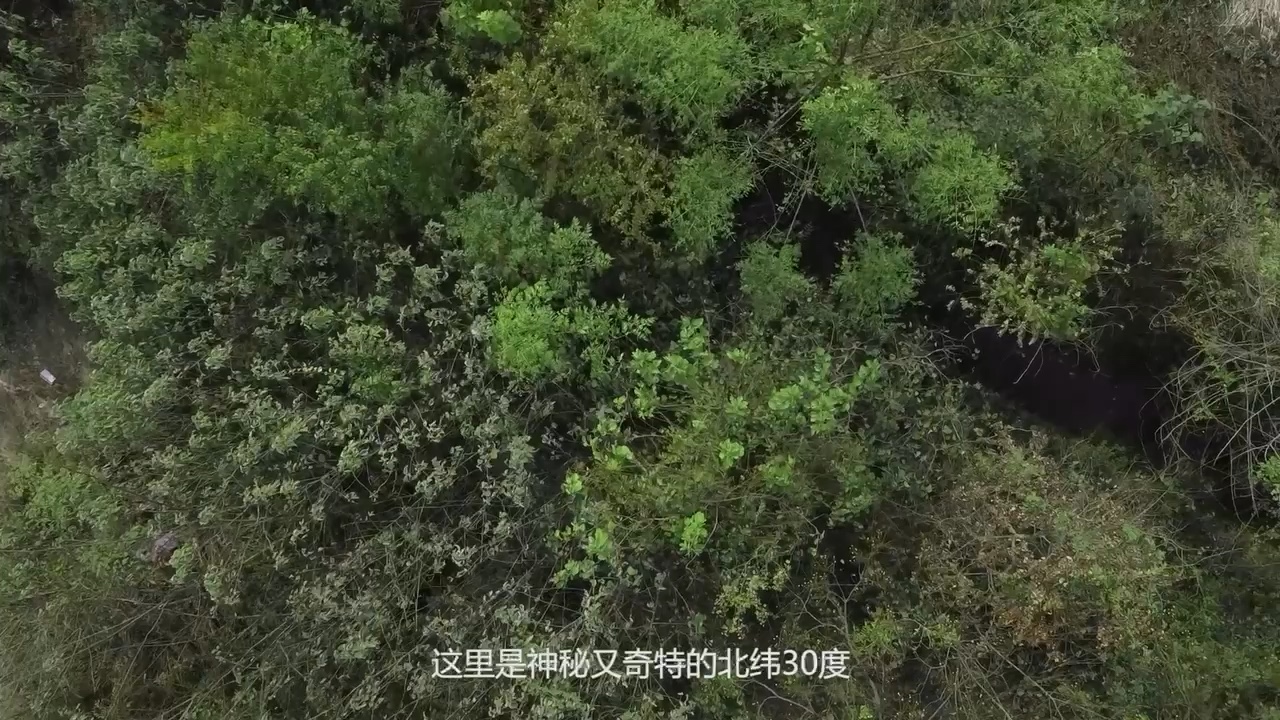黄湖雁鸭